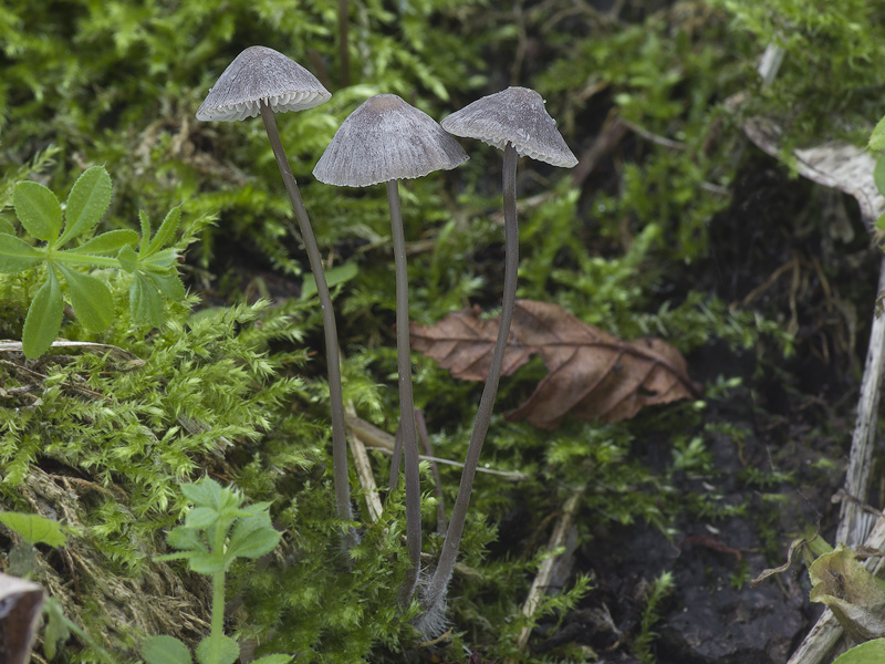 Mycena erubescens